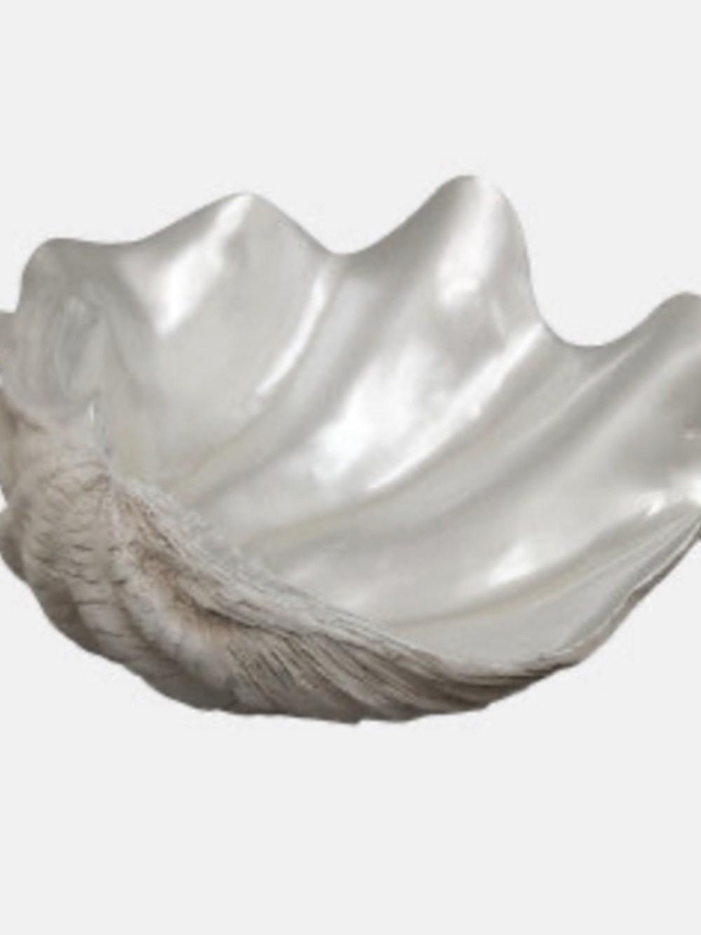 Pearlized Shell